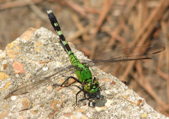 Eastern Pondhawk - Photo (c) Roger Smith, some rights reserved (CC BY-NC-ND)