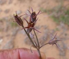 Tulbaghia acutiloba