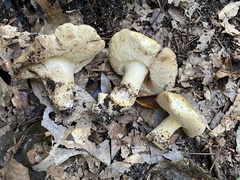 Tylopilus rhodoconius