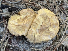 Tylopilus rhodoconius