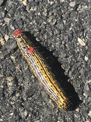 Oedemasia concinna