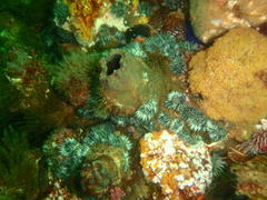 Pyura stolonifera