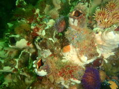 Pyura stolonifera