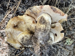 Tylopilus rhodoconius