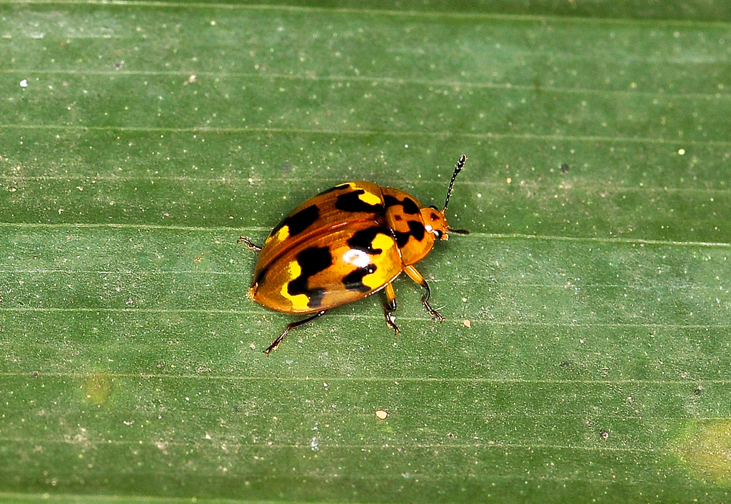 Iphiclus sulphurifer