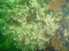 Pyura stolonifera