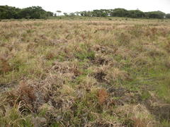 Graphium angolanus angolanus