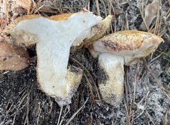 Tylopilus rhodoconius