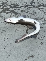 Mustelus
