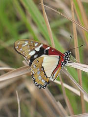 Graphium angolanus angolanus