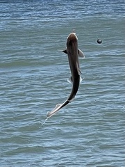 Mustelus