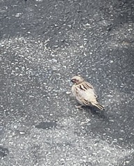 Passer domesticus