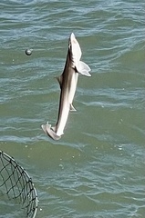 Mustelus