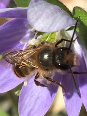 Osmia