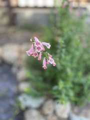 Penstemon roseus