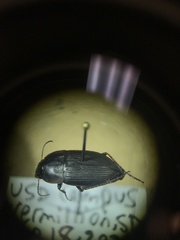 Anisodactylus rusticus