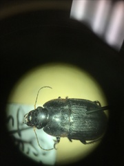 Anisodactylus rusticus