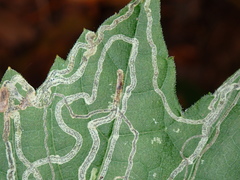 Phyllocnistis vitifoliella