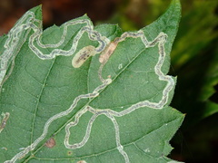 Phyllocnistis vitifoliella