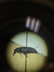 Anisodactylus rusticus