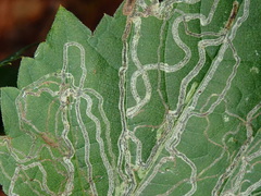 Phyllocnistis vitifoliella