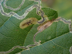 Phyllocnistis vitifoliella