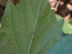 Phyllocnistis vitifoliella