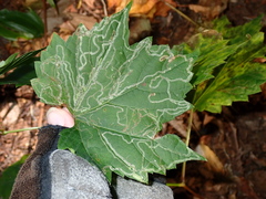 Phyllocnistis vitifoliella