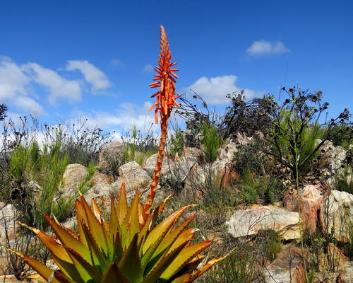 Aloe lineata var. muirii