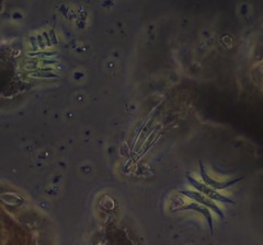 Tetradesmus