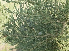 Salsola dendroides