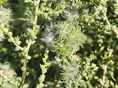 Salsola dendroides