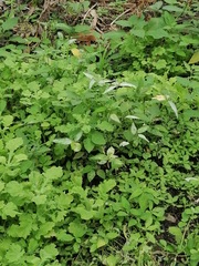 Angiospermae