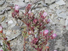 Mesembryanthemum stenandrum