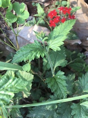 Glandularia peruviana