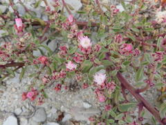 Mesembryanthemum stenandrum