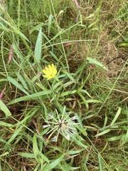 Pyrrhopappus carolinianus