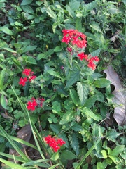 Glandularia peruviana