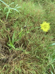 Pyrrhopappus carolinianus