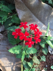 Glandularia peruviana