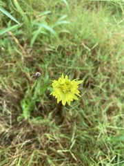 Pyrrhopappus carolinianus