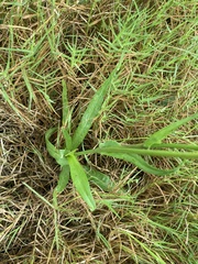 Pyrrhopappus carolinianus