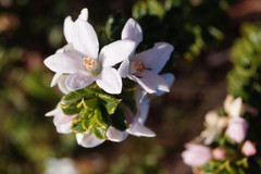 Philotheca hispidula