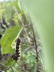 Acronicta longa