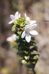 Philotheca hispidula