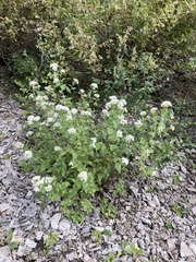 Ageratina herbacea