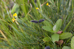 Liparia angustifolia