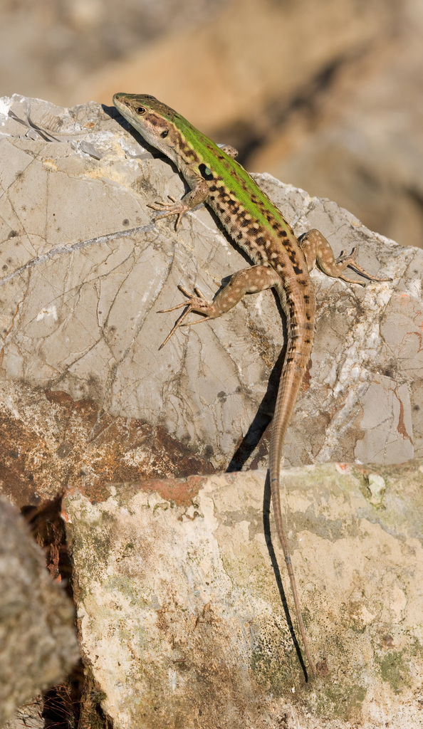 Italian Wall Lizard, During a trip to the Queens Botanical …