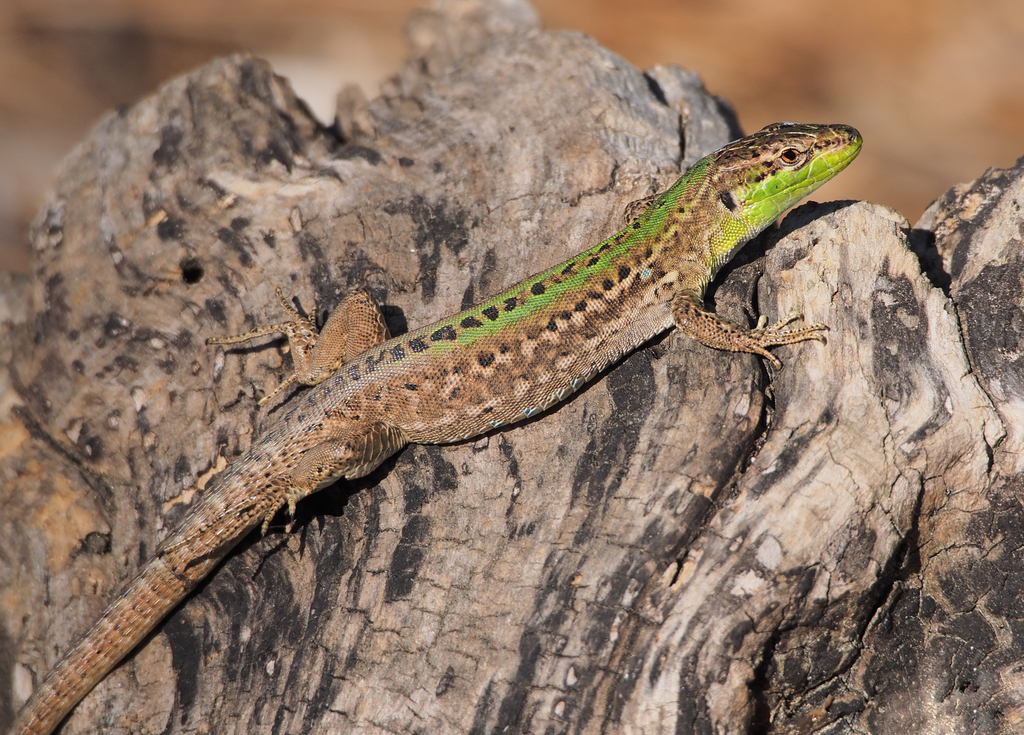 Italian Wall Lizard