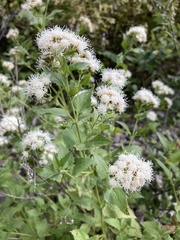 Ageratina herbacea